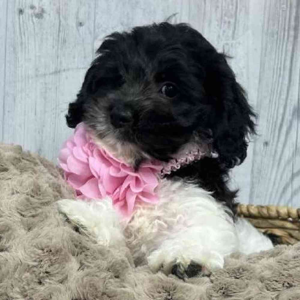 Female CockaChon Puppy for sale