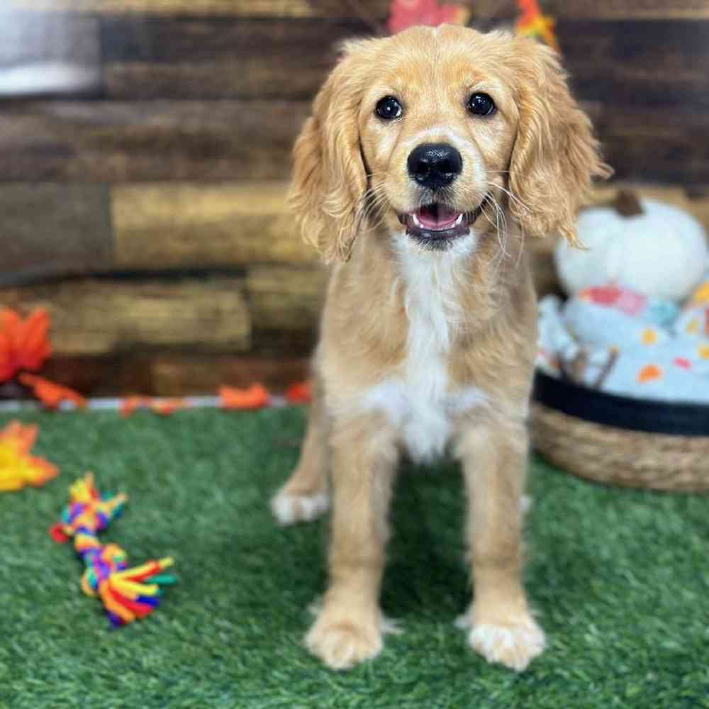 Female Golden Cocker Retriever Puppy for Sale in Saugus, MA