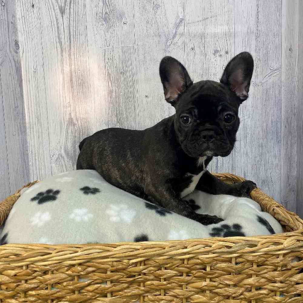 Female French Bulldog Puppy for Sale in Saugus, MA