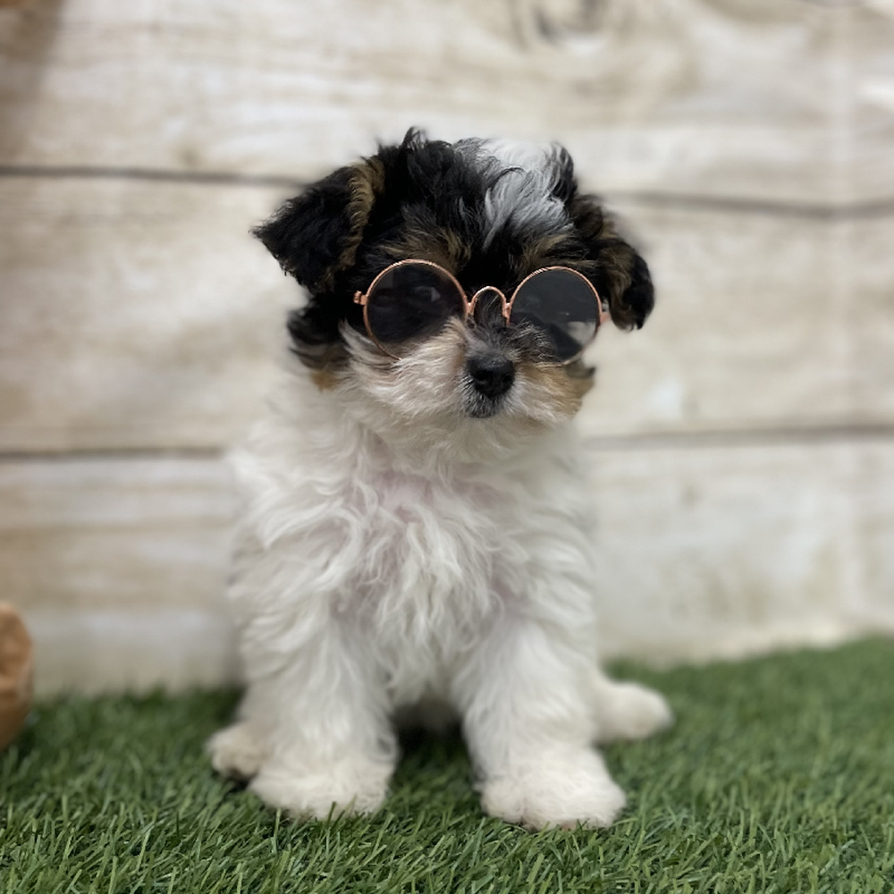 Female Yorkie-Poo Puppy for Sale in Braintree, MA