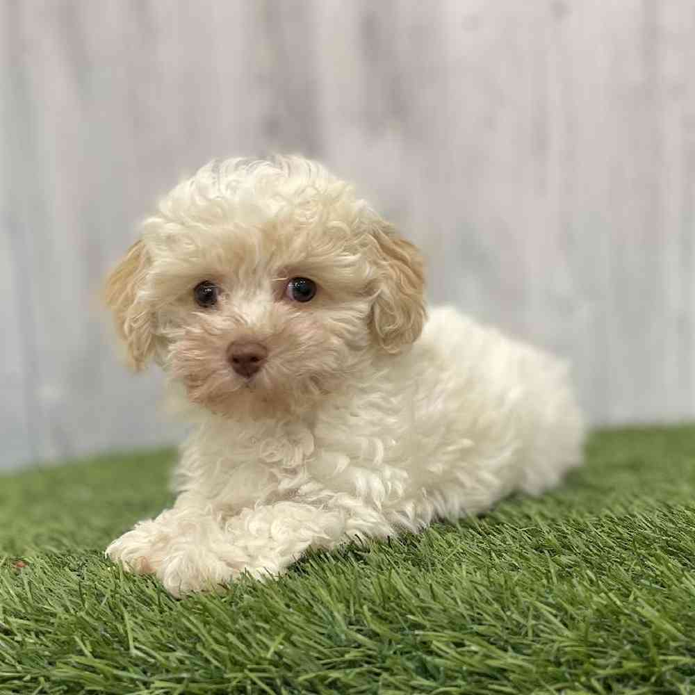 Female Bichapoo-Poodle Puppy for Sale in Braintree, MA