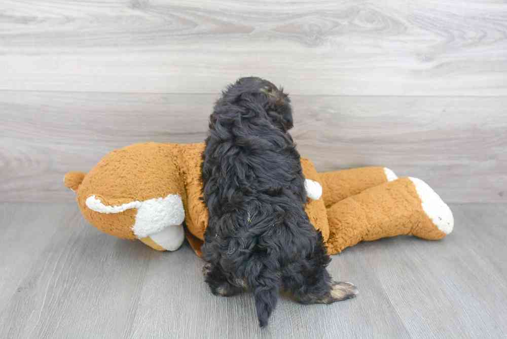 maltipoo-greta-4172140532001995.jpg