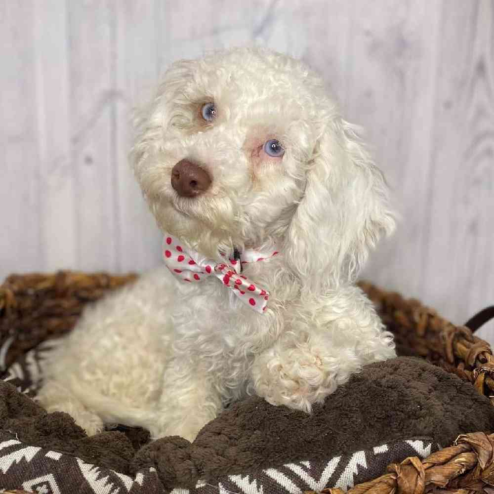 Male Cockapoo Puppy for Sale in Saugus, MA