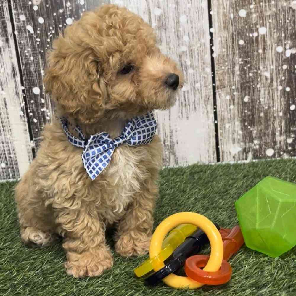 Mini Goldendoodle 2nd Gen For Sale Pet Express Saugus