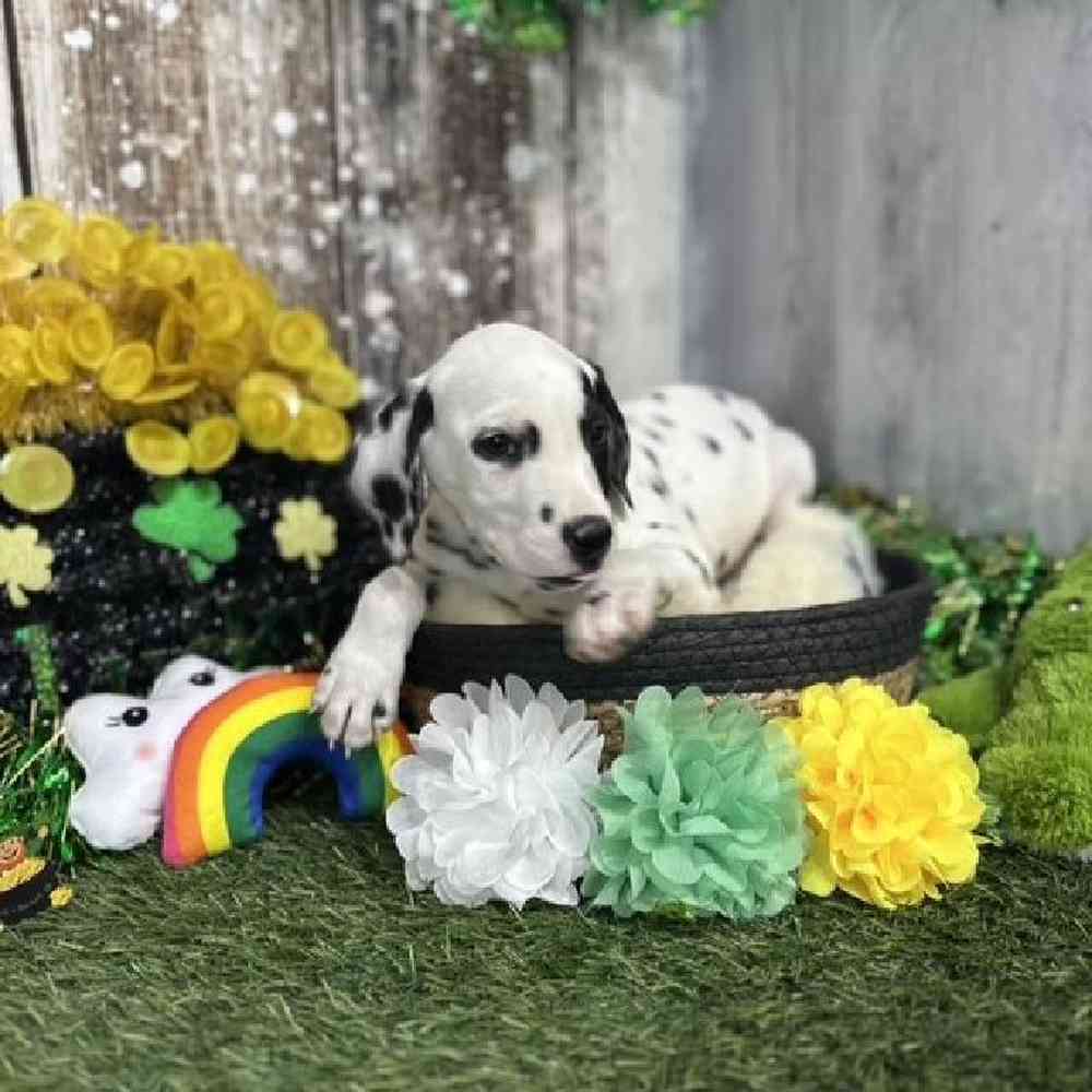 Female Dalmatian Puppy for Sale in Saugus, MA