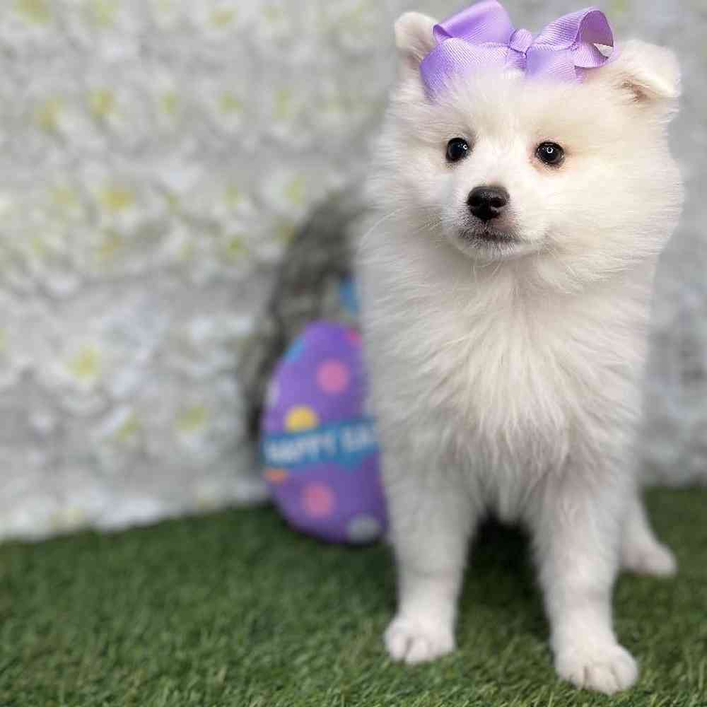 Female American Eskimo Puppy for Sale in Braintree, MA