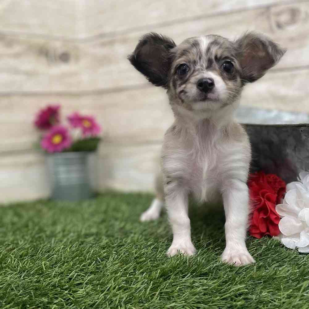 Male Chihuahua Puppy for Sale in Braintree, MA