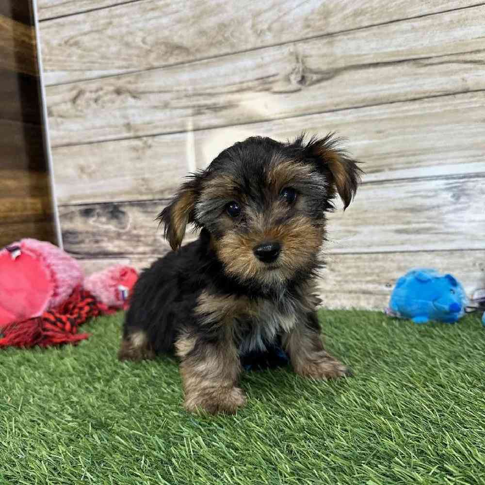 Male Yorkshire Terrier Puppy for Sale in Saugus, MA