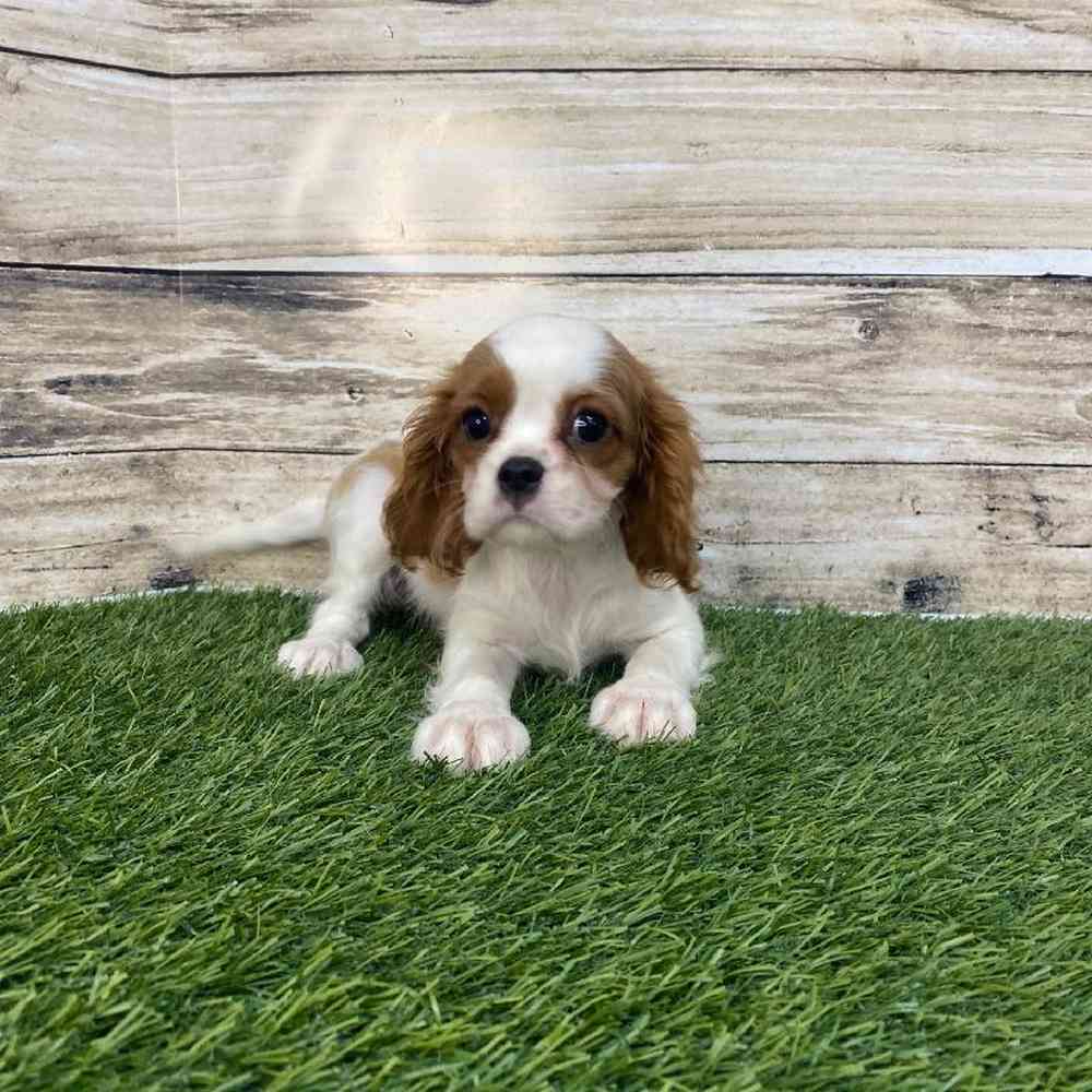 Female Cavalier King Charles Spaniel Puppy for Sale in Saugus, MA