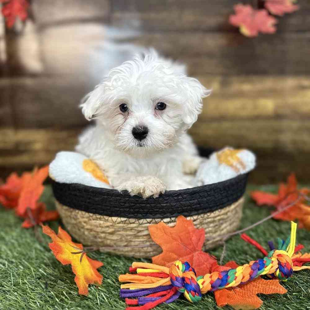 Male Maltese Puppy for Sale in Saugus, MA