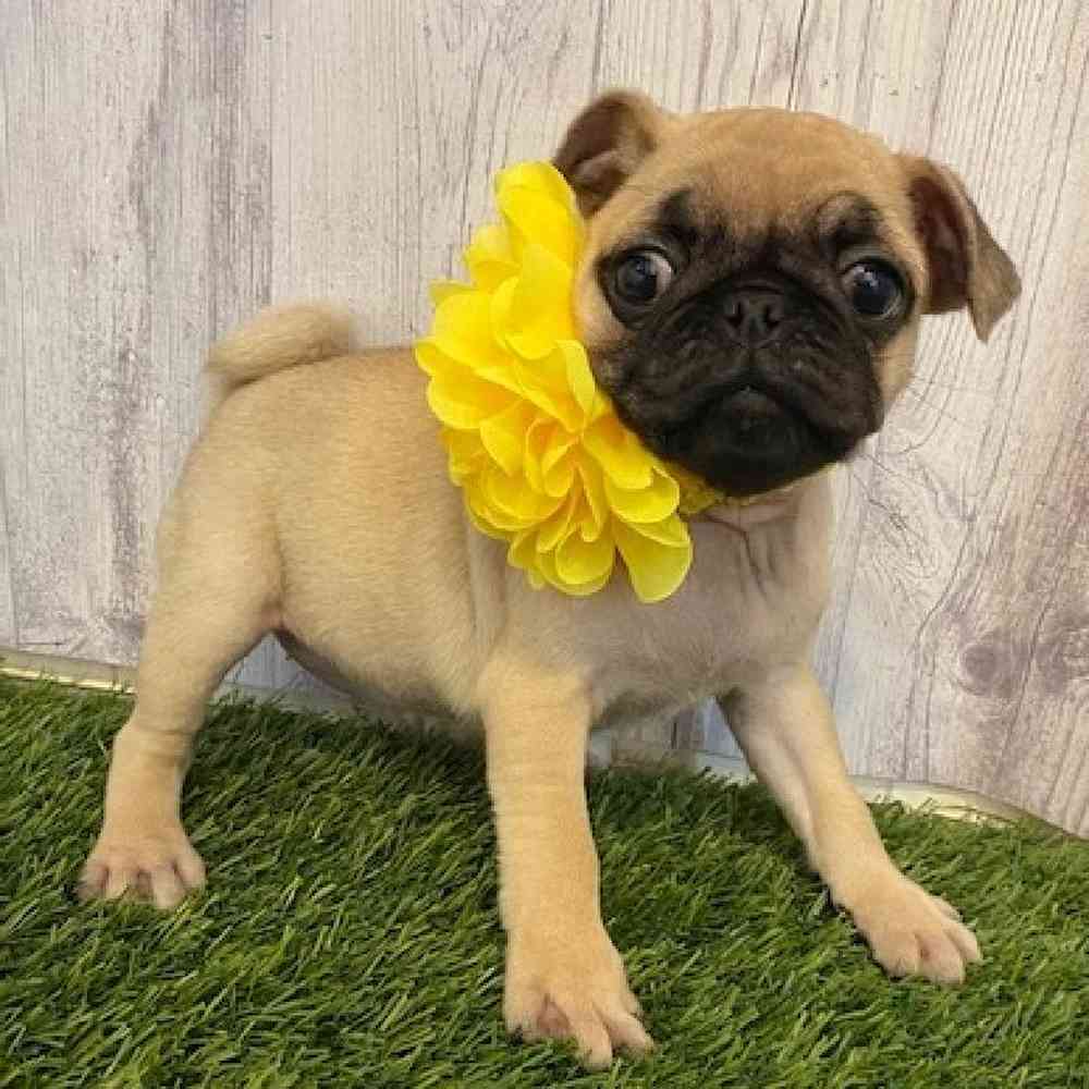 Female Pug Puppy for sale