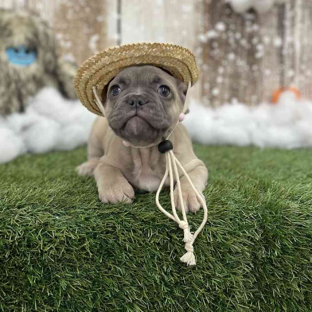 Male French Bulldog Puppy for Sale in Braintree, MA