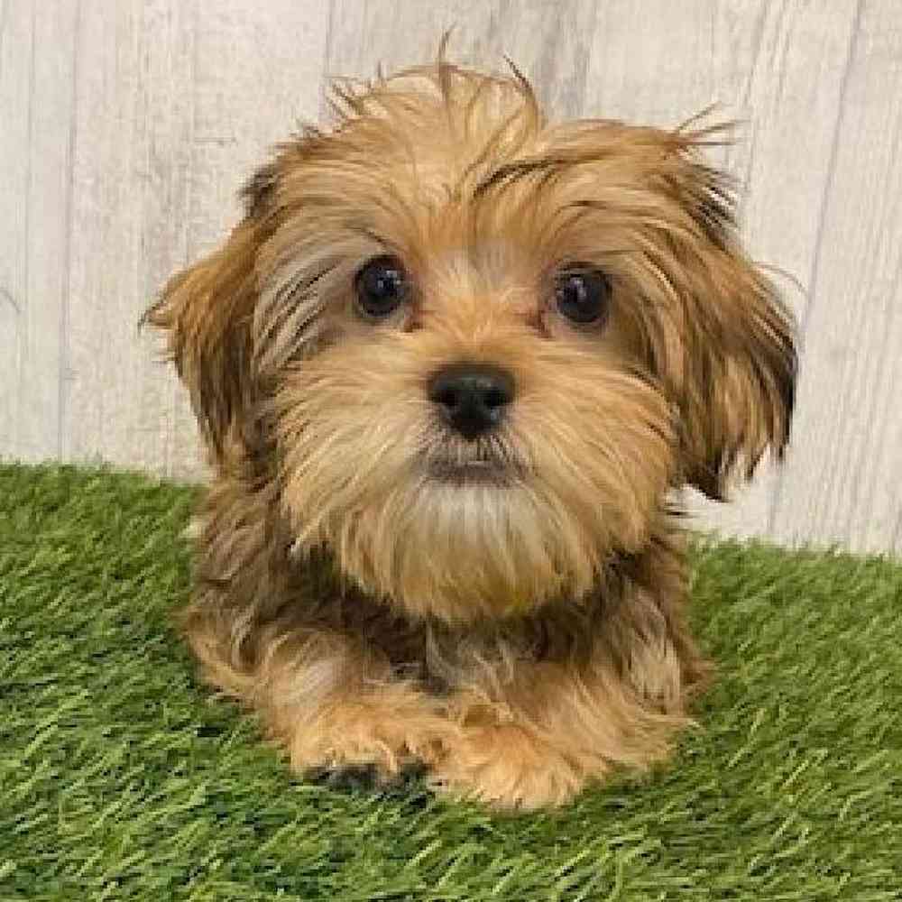 Male Shorkie Puppy for sale