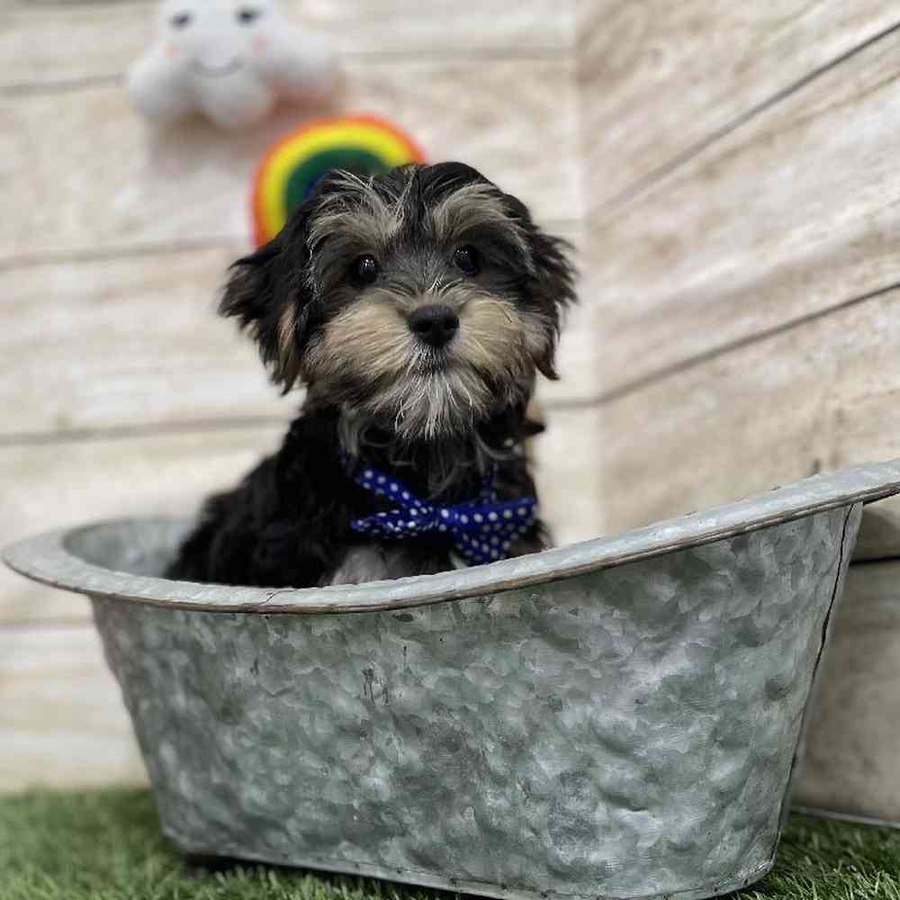 Male Morkie Puppy for Sale in Braintree, MA