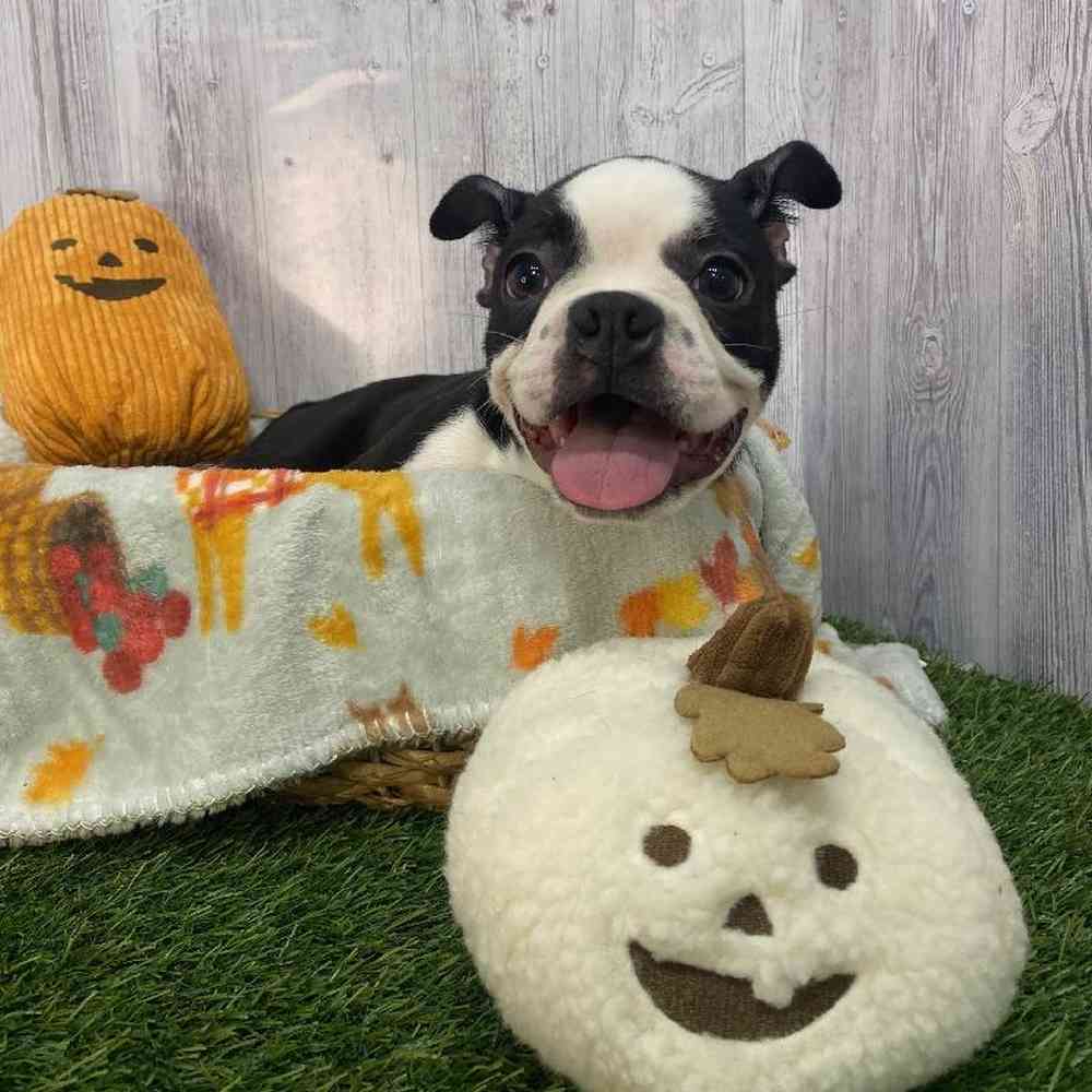 Male Boston Terrier Puppy for Sale in Saugus, MA
