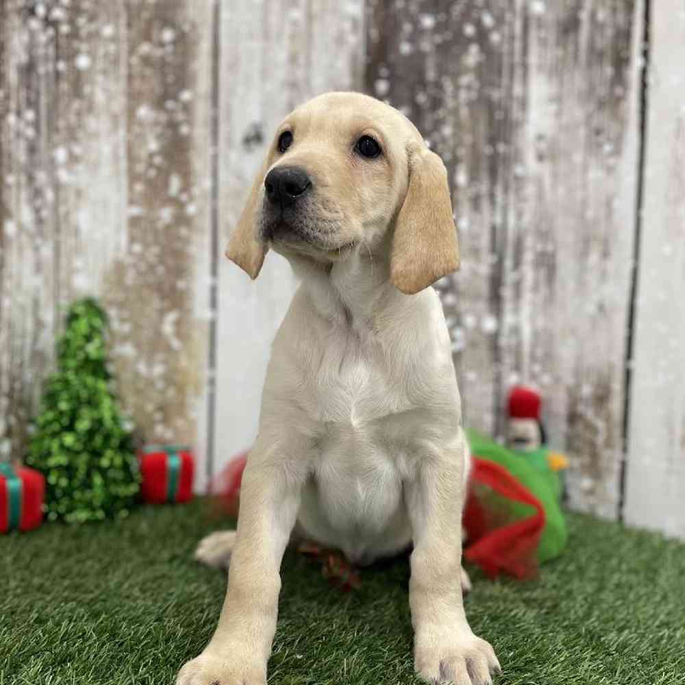 Female Labrador Retriever Puppy for Sale in Braintree, MA