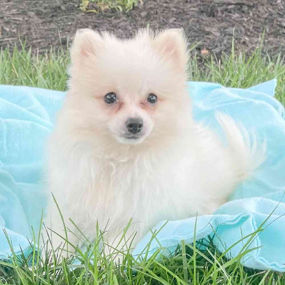 pomeranian-winslet-4841600525130196.jpg