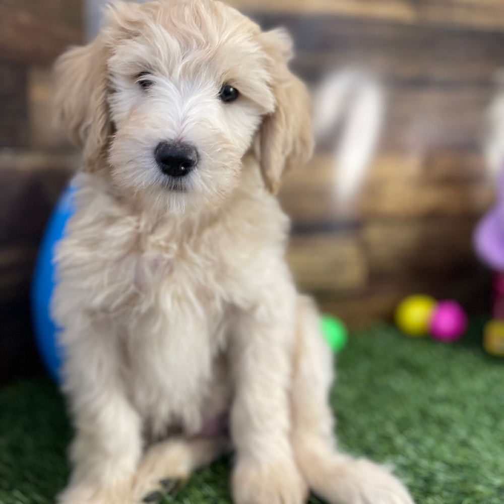 Male Mini Labradoodle 2nd Gen Puppy for Sale in Saugus, MA