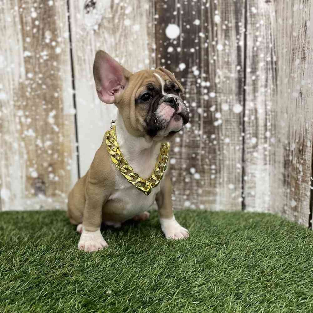 Male French Bulldog Puppy for Sale in Braintree, MA