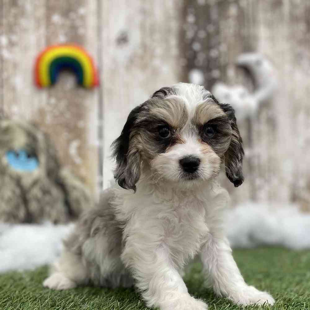 Female Cavachon Puppy for Sale in Braintree, MA