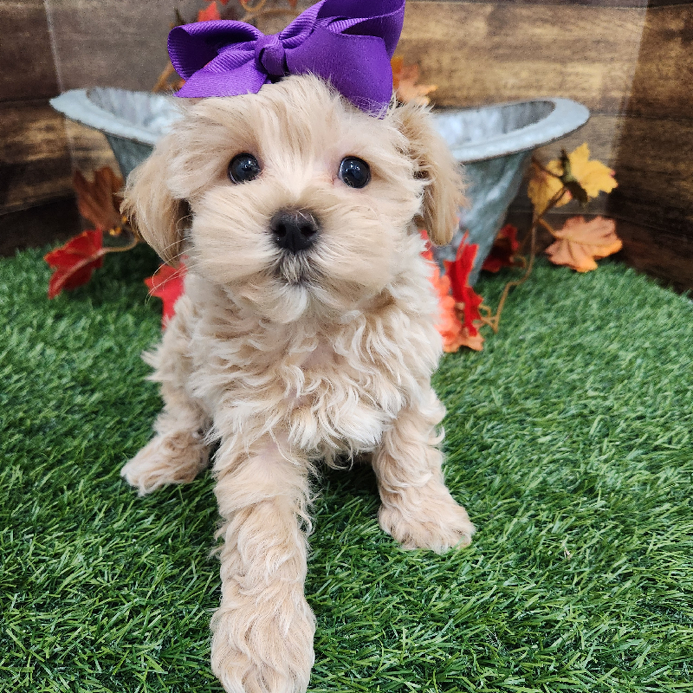 Female Malti-Poo Puppy for Sale in Braintree, MA