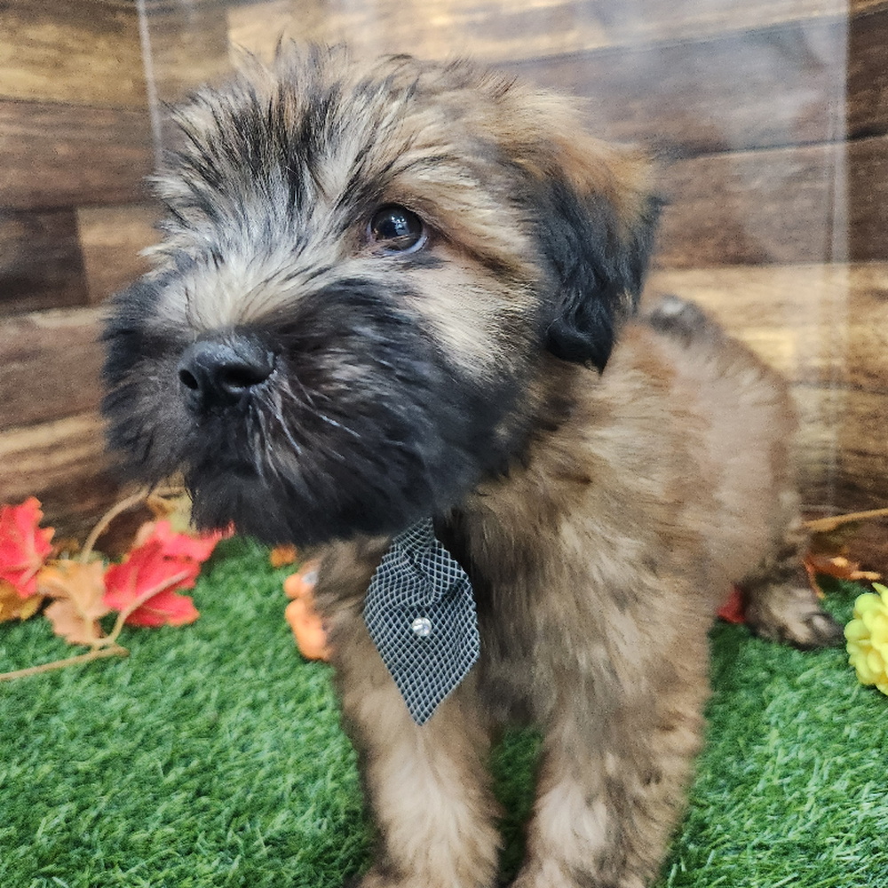 Male Soft Coated Wheaten Terrier Puppy for Sale in Braintree, MA