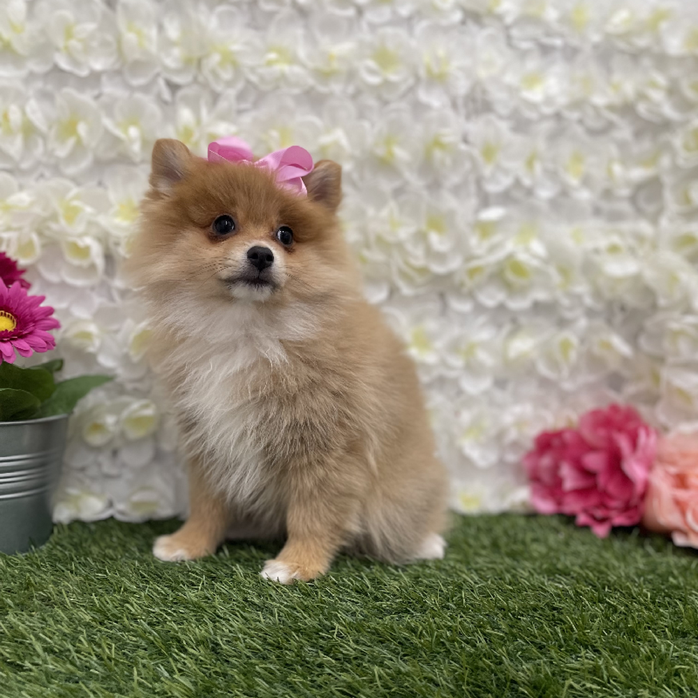 Female Pomeranian Puppy for Sale in Braintree, MA