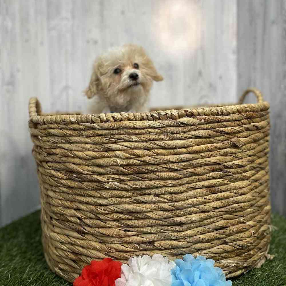 Male Bichon-Poodle Puppy for sale