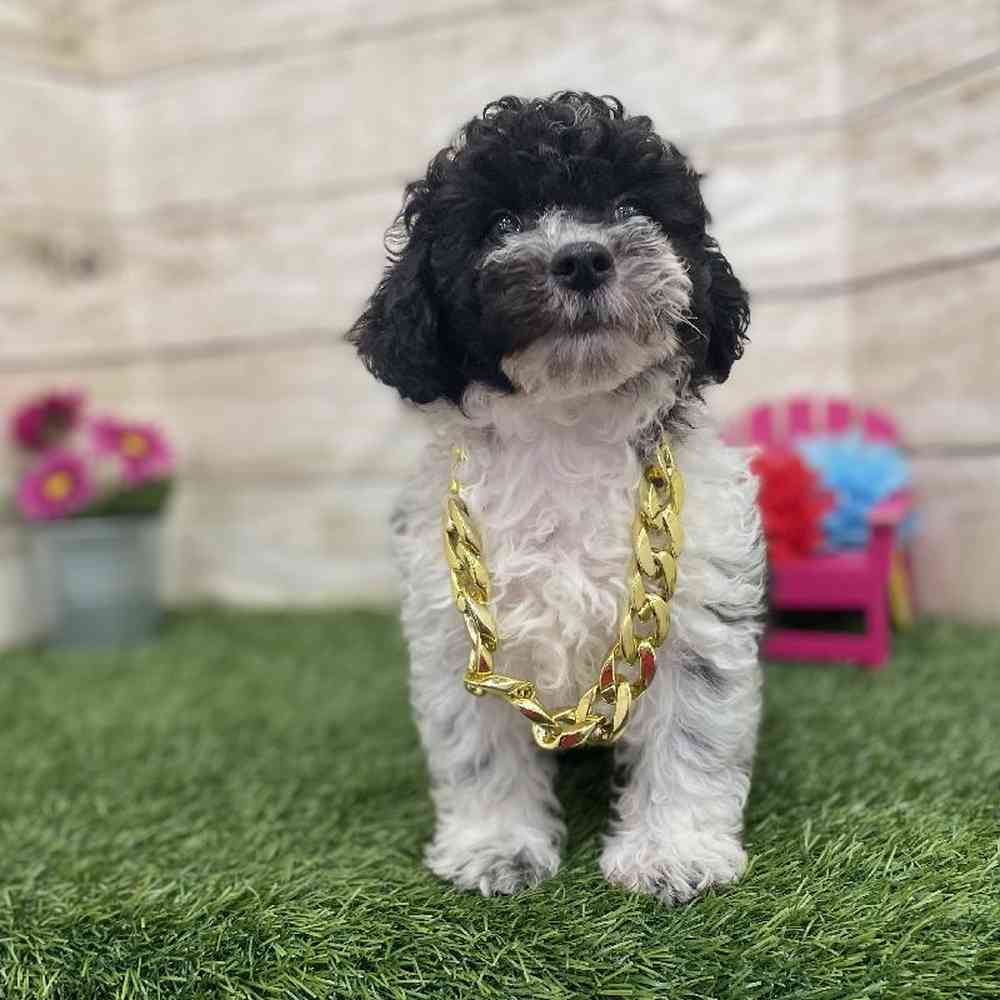 Male Bichon-Poodle Puppy for Sale in Braintree, MA
