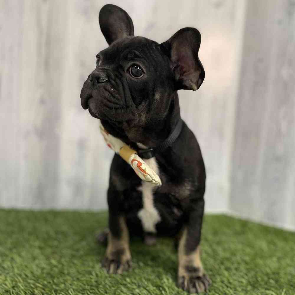 Male French Bulldog Puppy for sale