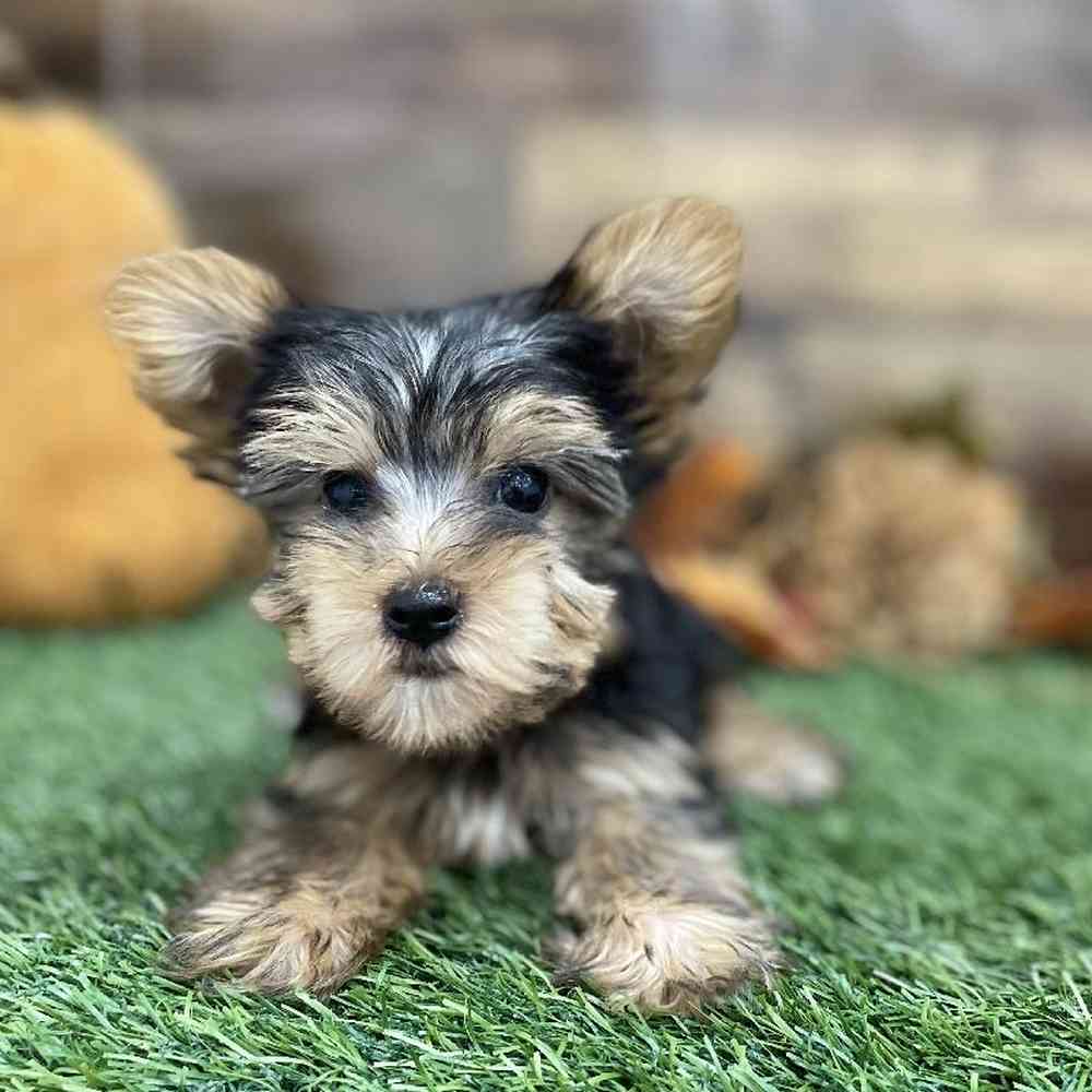 Male Yorkshire Terrier Puppy for Sale in Braintree, MA