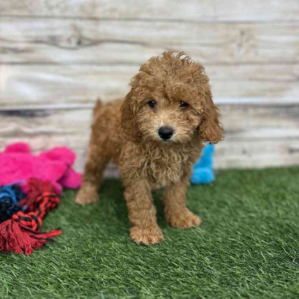 Female Mini Labradoodle 2nd Gen Puppy for Sale in Saugus, MA