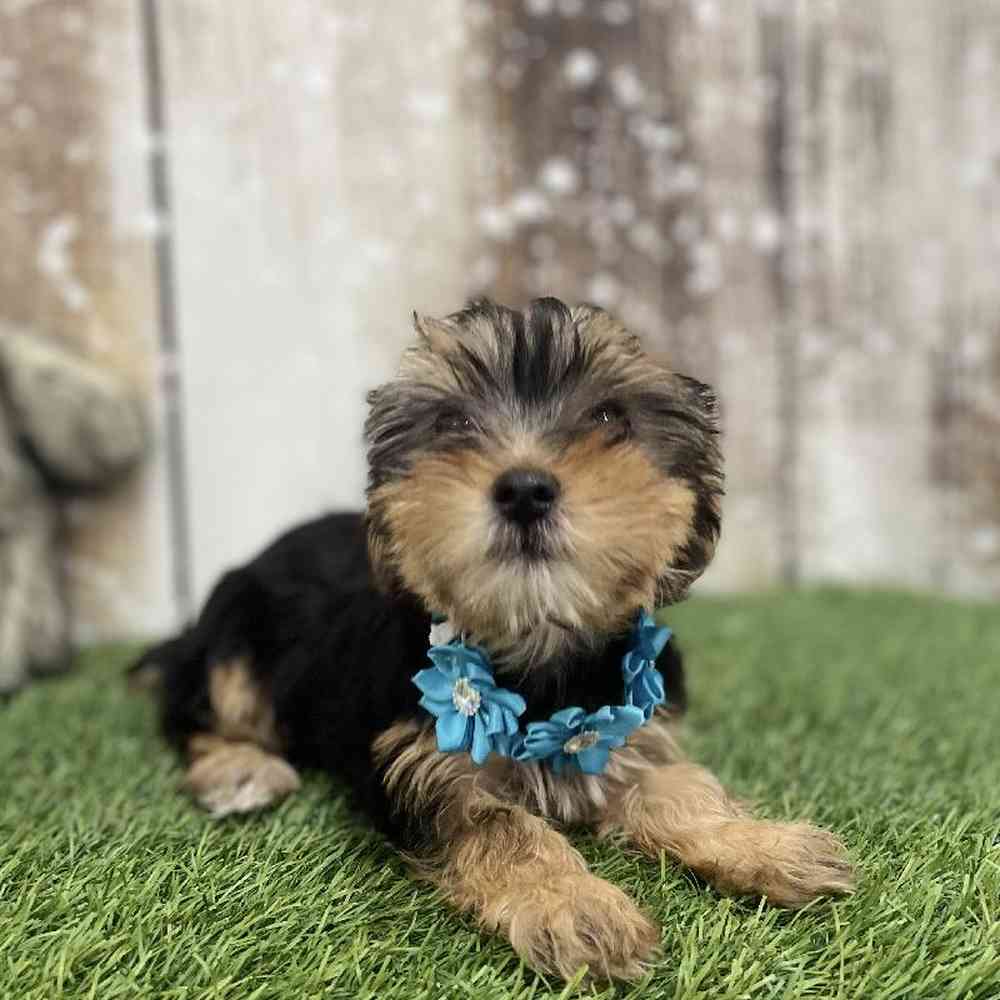 Female Yorkshire Terrier Puppy for Sale in Braintree, MA