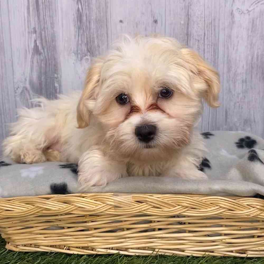 Male La-Chon Puppy for Sale in Saugus, MA