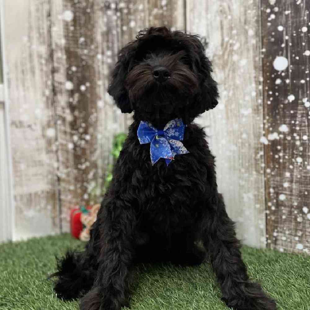 Male Cockapoo 2nd Gen Puppy for Sale in Braintree, MA