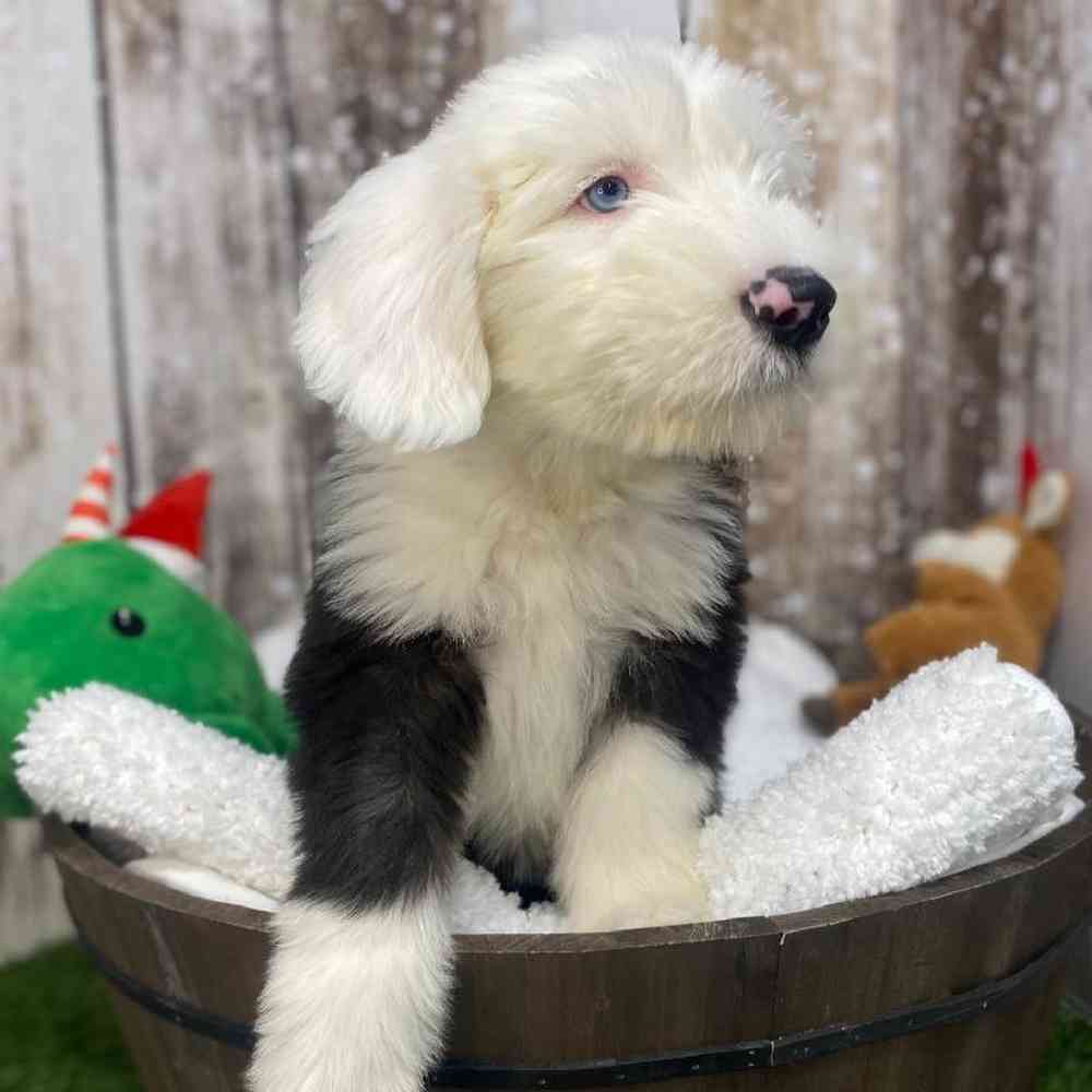 Female Old English Sheepdog Puppy for Sale in Saugus, MA