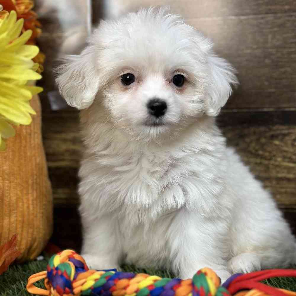 Female Coton De Tulear Puppy for Sale in Saugus, MA