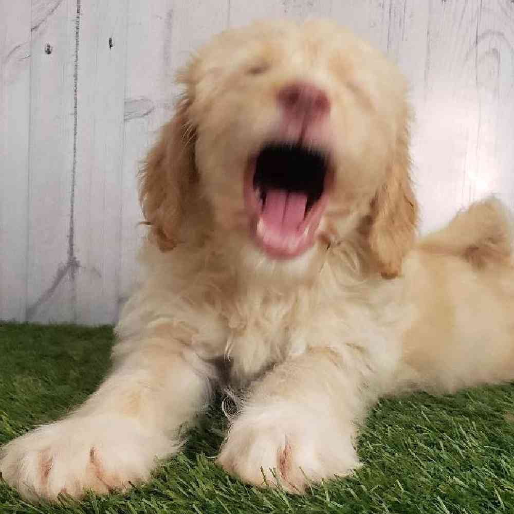 Female Mini Labradoodle Puppy for sale