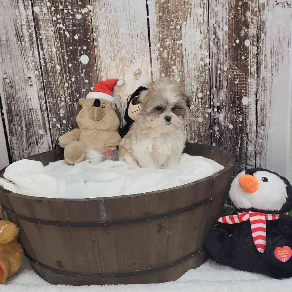 Female Malshi Puppy for Sale in Saugus, MA