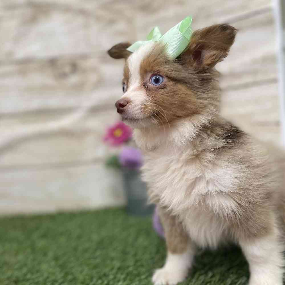 Female Toy Australian Shepherd Puppy for Sale in Braintree, MA