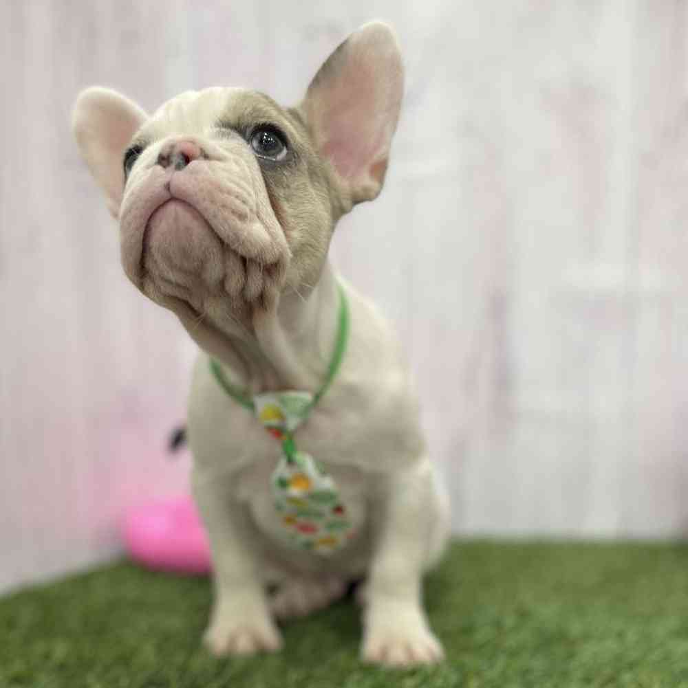 Male French Bulldog Puppy for Sale in Braintree, MA