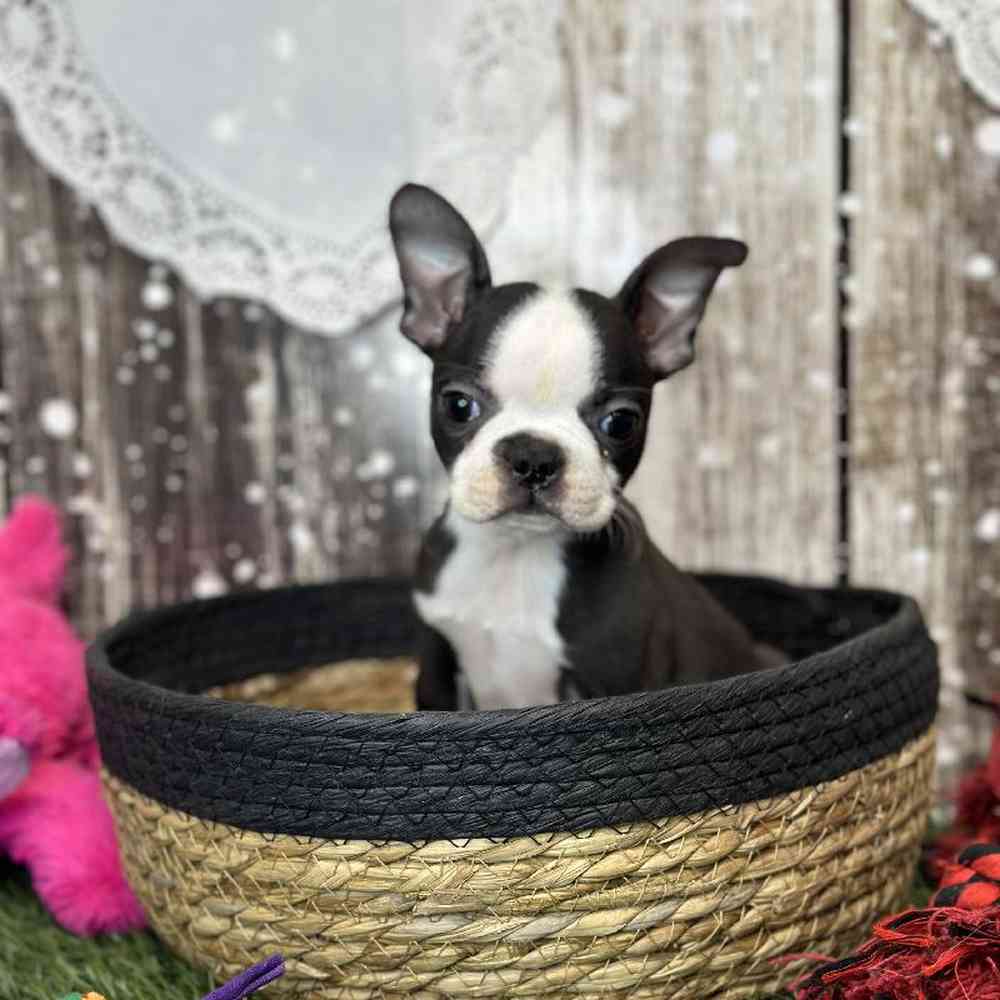 Female Boston Terrier Puppy for Sale in Saugus, MA