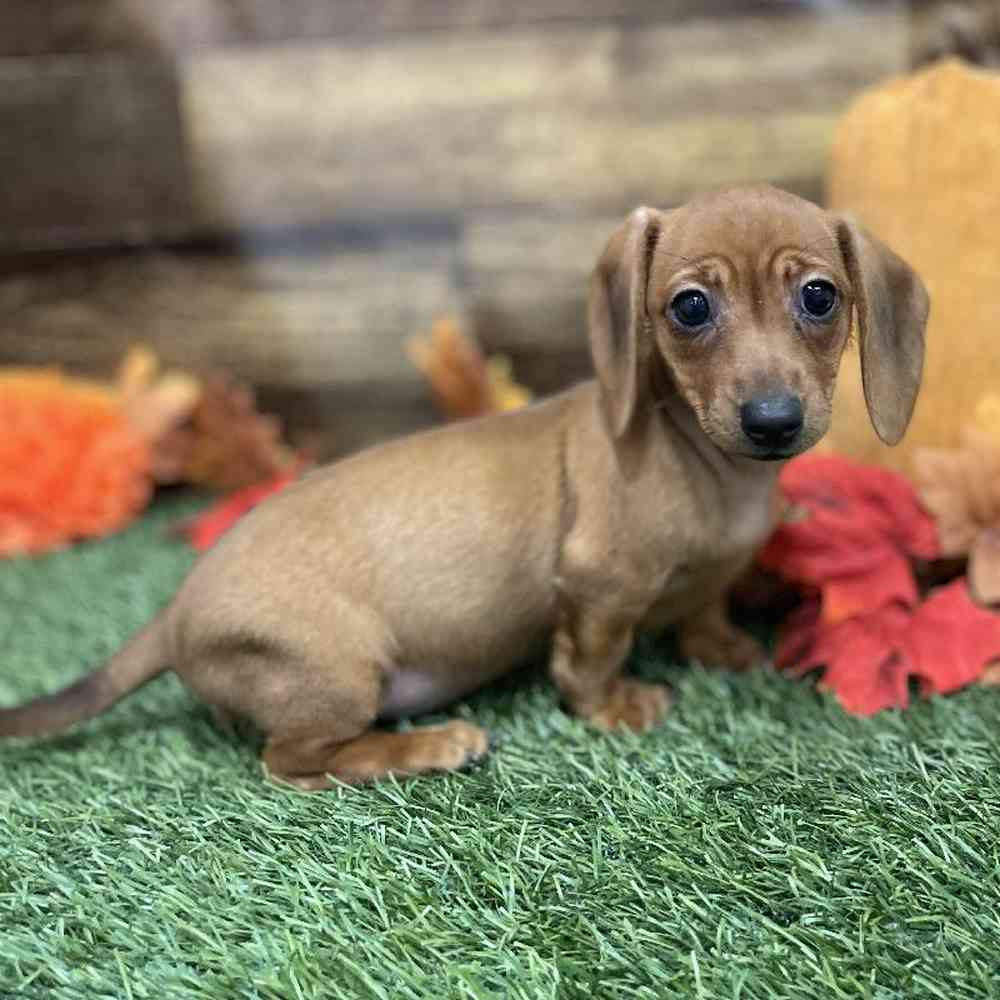 Female Dachshund Puppy for Sale in Braintree, MA