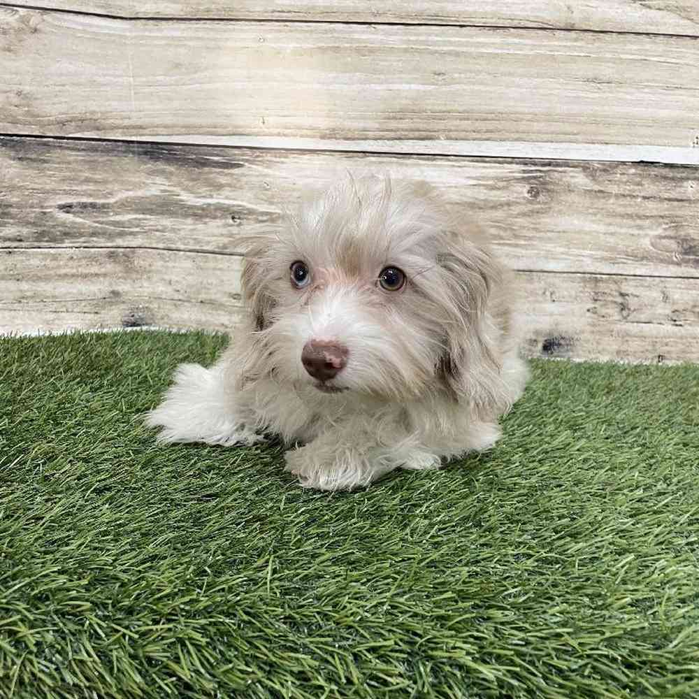 Male Havapoo Puppy for Sale in Saugus, MA