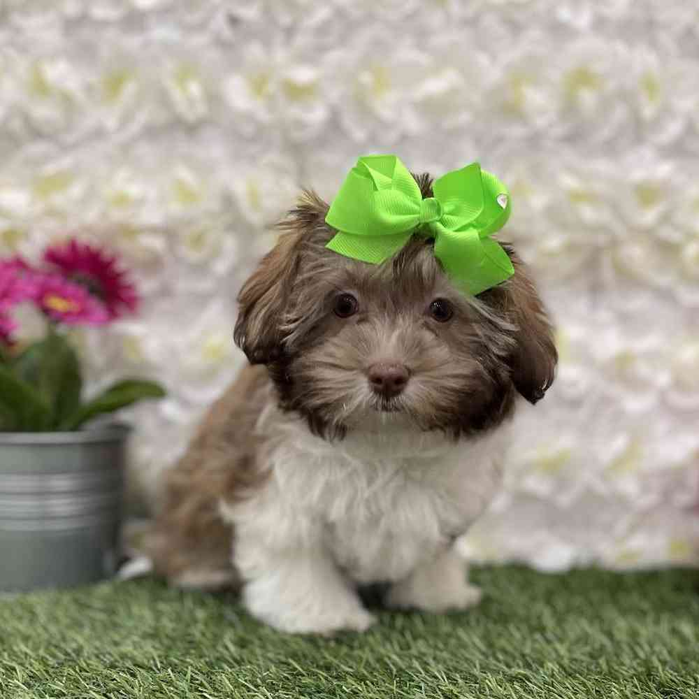 Female Havanese Puppy for Sale in Braintree, MA