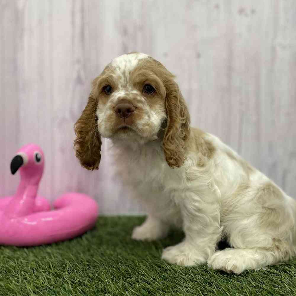 Female Cocker Spaniel Puppy for Sale in Braintree, MA