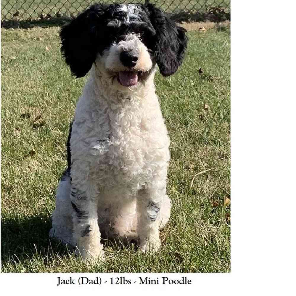 Female Mini Bernedoodle 2nd Gen Puppy for Sale in Braintree, MA