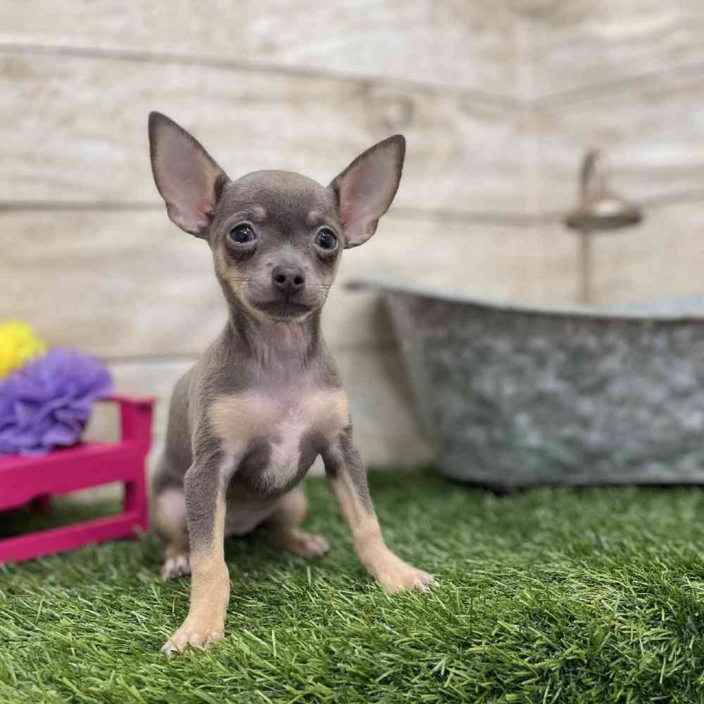 Female Chihuahua Puppy for Sale in Braintree, MA