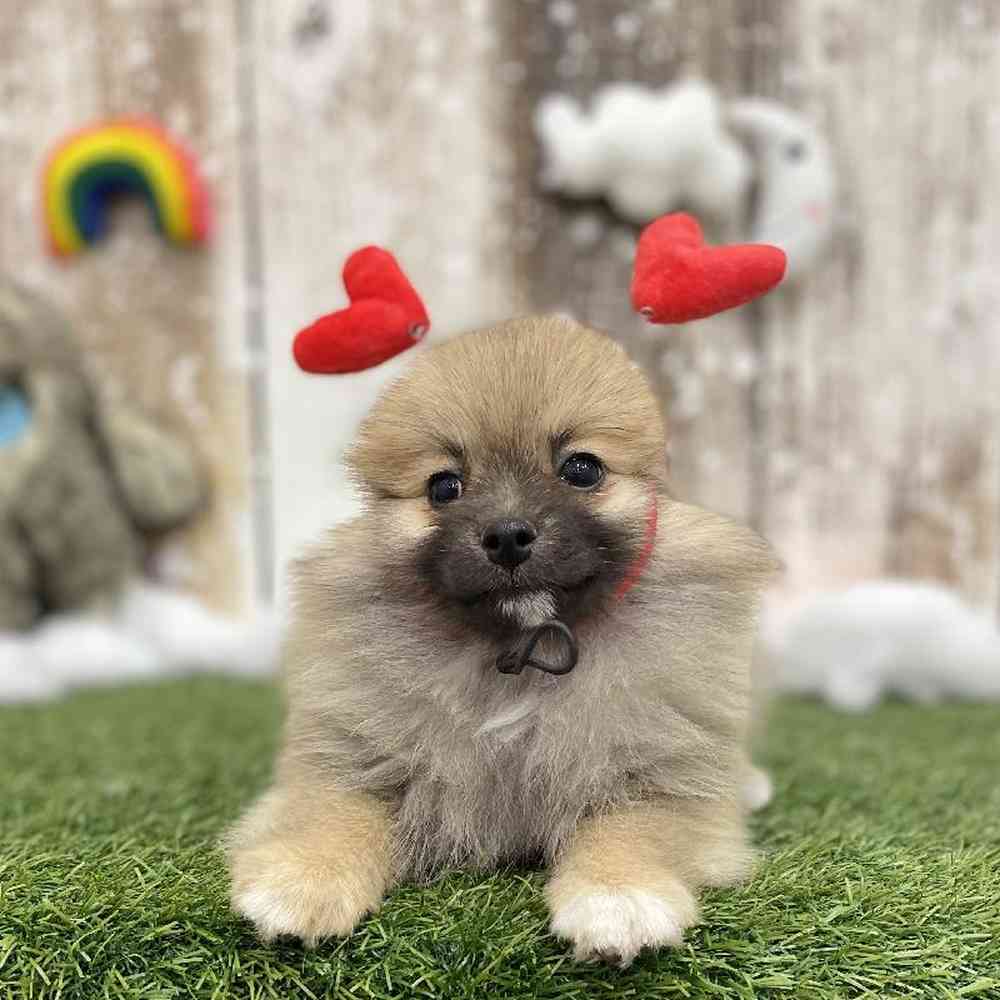 Female Pomeranian Puppy for Sale in Braintree, MA
