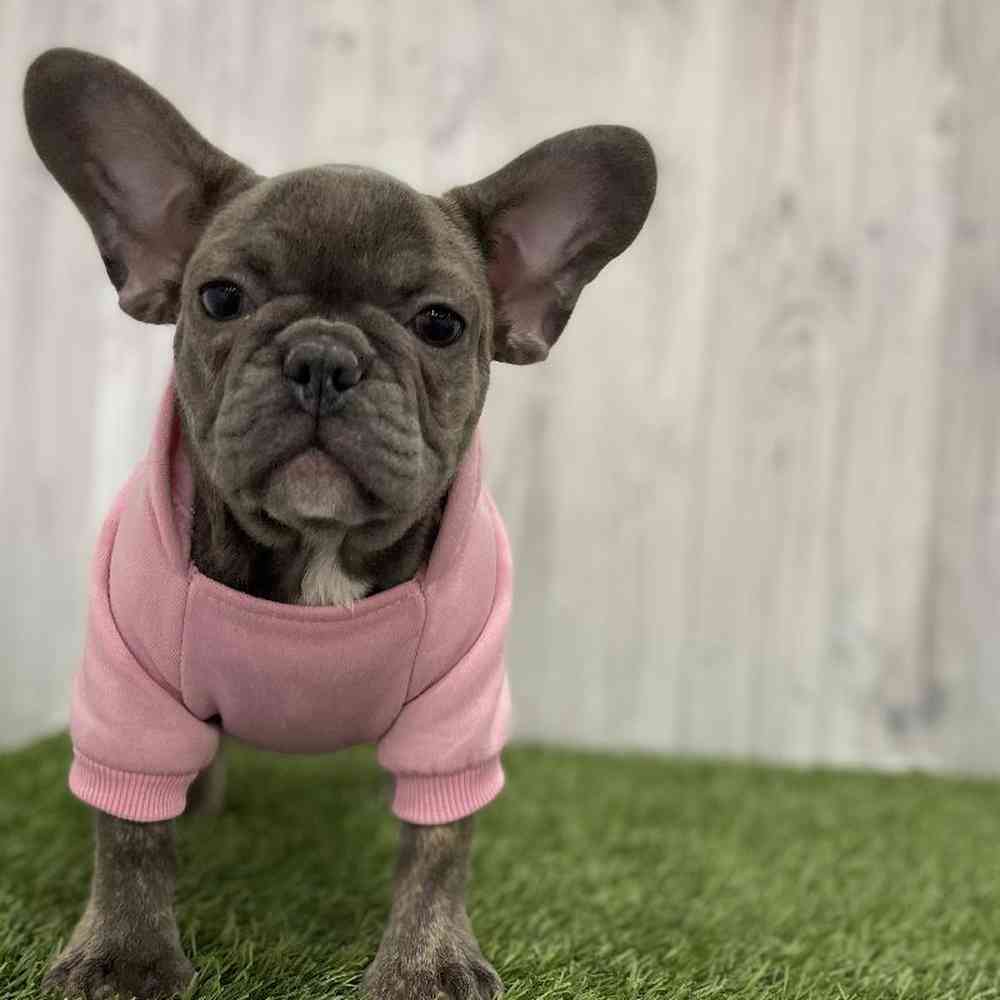 Female French Bulldog Puppy for Sale in Braintree, MA